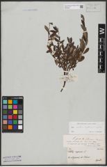Foto von Salix aurita L. x Salix lapponum L. x Salix repens L.